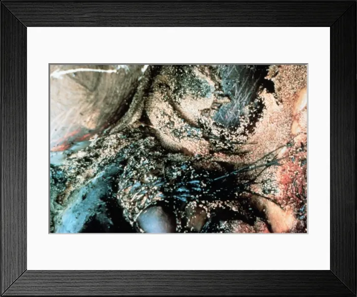 Framed Print : Loxodonta africana, African elephant carcass Framed Print : Loxodonta africana, African elephant carcass