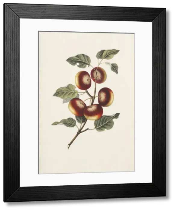 Framed Print : Malus communis, apple tree Framed Print : Malus communis, apple tree