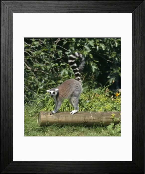 Framed Print : Lemur catta, ring-tailed lemur Framed Print : Lemur catta, ring-tailed lemur