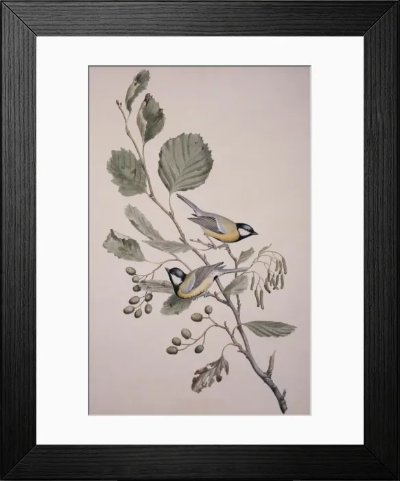 Framed Print : Parus major, great tit Framed Print : Parus major, great tit