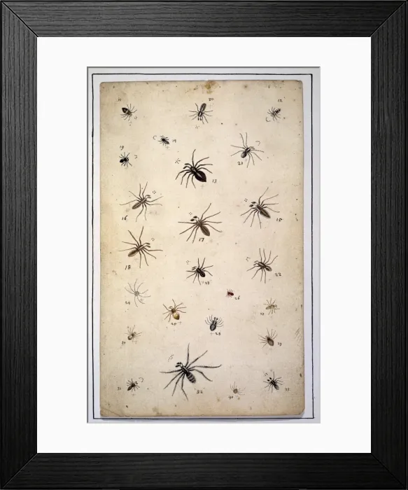 Framed Print : English spiders by Eleazar Albin Framed Print : English spiders by Eleazar Albin