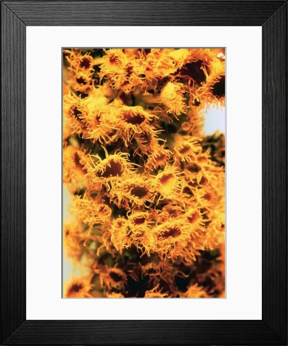 Framed Print : Teloschistes chrysopthalmus, lichen
