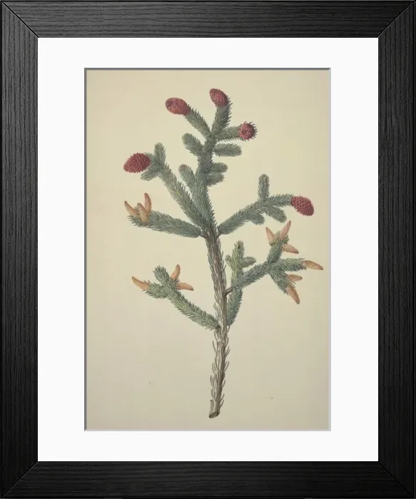 Framed Print : Picea glauca, white spruce Framed Print : Picea glauca, white spruce