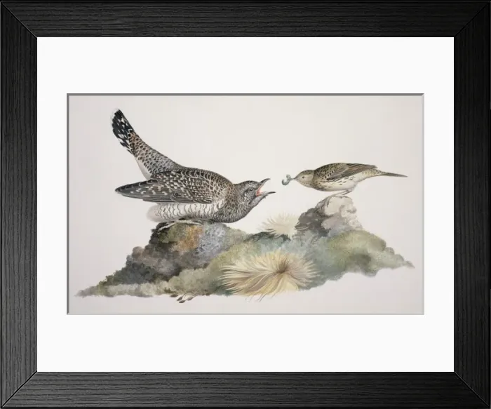 Framed Print : Cuculus canorus, common cuckoo, Anthus pratensis, meadow pip Framed Print : Cuculus canorus, common cuckoo, Anthus pratensis, meadow pip