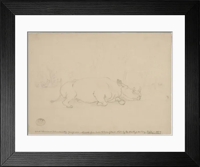 Framed Print : Diceros bicornis, black rhinoceros Framed Print : Diceros bicornis, black rhinoceros