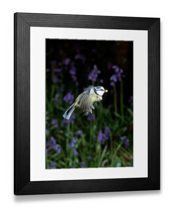 Framed Print : Parus caeruleus, blue tit Framed Print : Parus caeruleus, blue tit