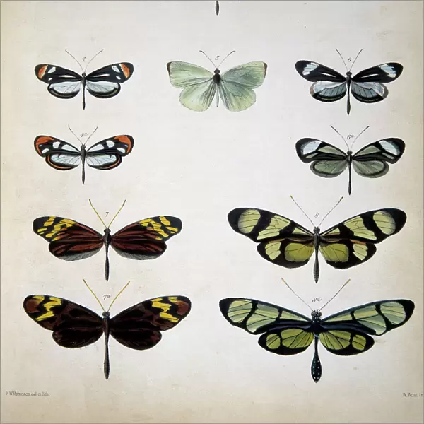 Examples of mimicry among butterflies