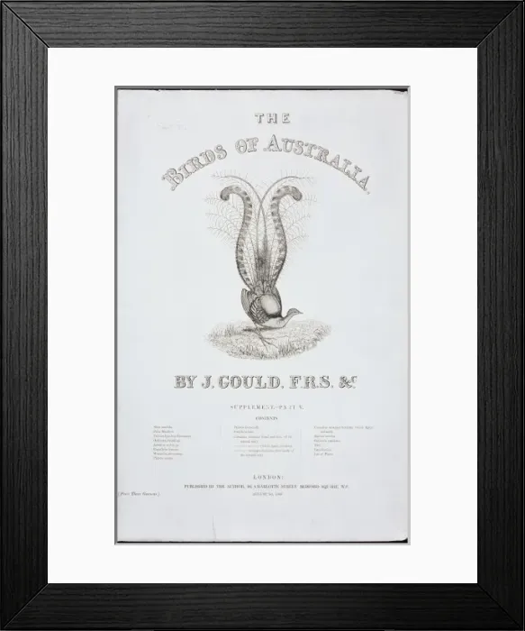 Framed Print : Menura novaehollandiae, superb lyrebird Framed Print : Menura novaehollandiae, superb lyrebird