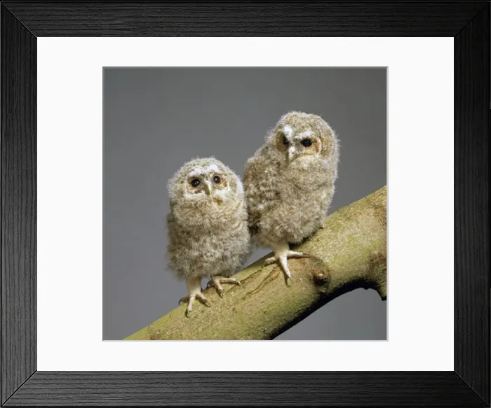 Framed Print : Strix aluco, tawny owl Framed Print : Strix aluco, tawny owl