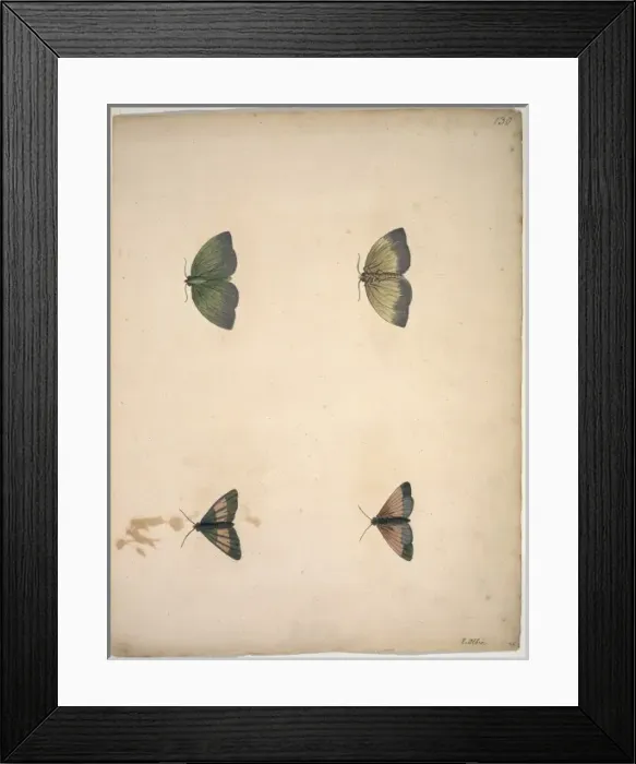 Framed Print : Unpublished lepidoptera watercolour by Eleazar Albin Framed Print : Unpublished lepidoptera watercolour by Eleazar Albin