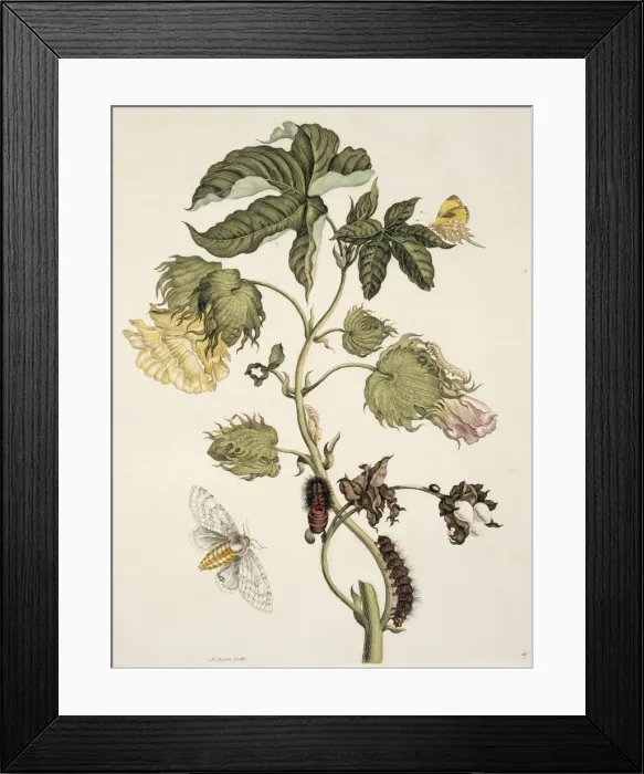 Framed Print : Insects of Surinam Framed Print : Insects of Surinam
