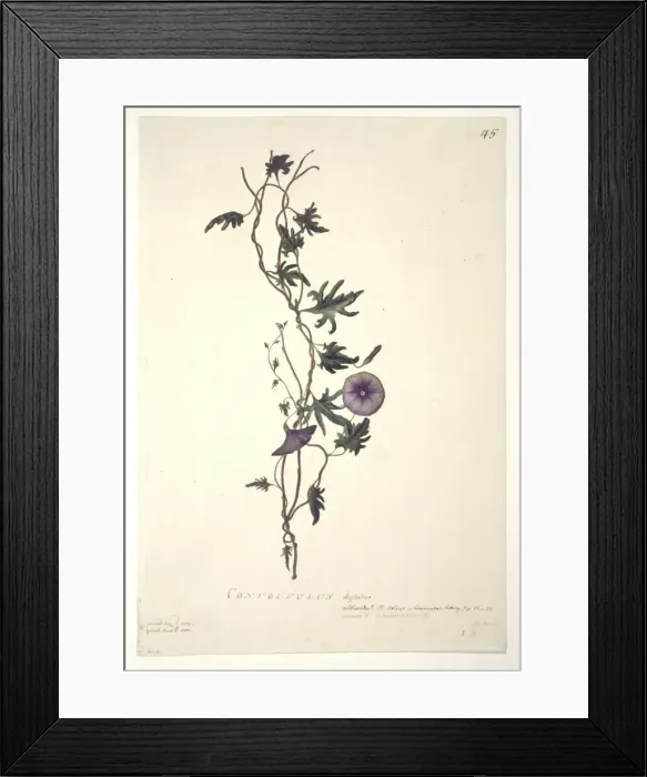 Framed Print : Convolvulus arvensis, field bindweed Framed Print : Convolvulus arvensis, field bindweed