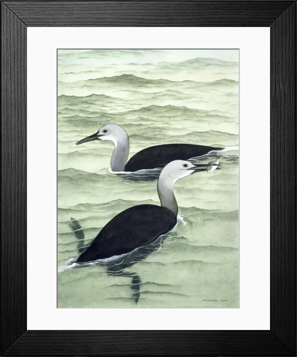 Framed Print : Hesperornis regalis, cretaceous bird Framed Print : Hesperornis regalis, cretaceous bird