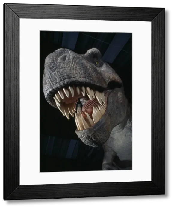 Framed Print : Tyrannosaurus rex Framed Print : Tyrannosaurus rex