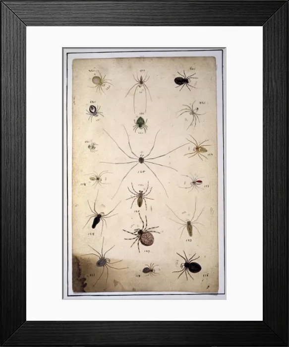 Framed Print : English spiders by Eleazar Albin Framed Print : English spiders by Eleazar Albin