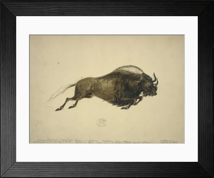 Framed Print : Connochaetes gnou, black wildebeest Framed Print : Connochaetes gnou, black wildebeest