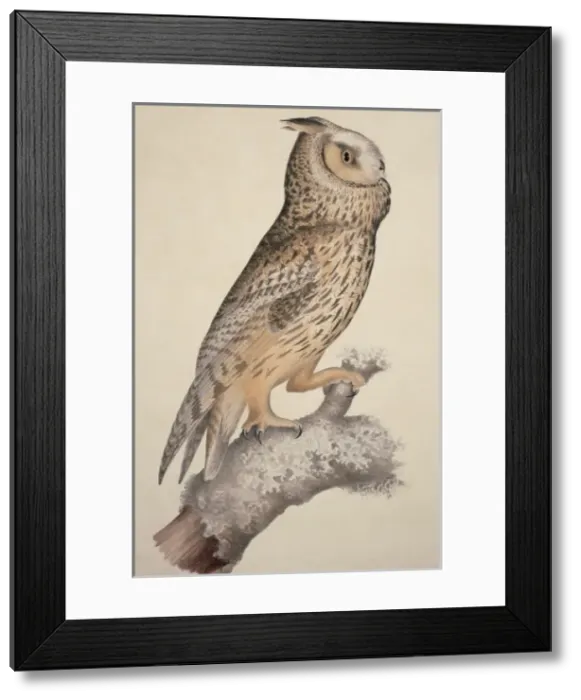 Framed Print : Asio otus, long-eared Owl Framed Print : Asio otus, long-eared Owl