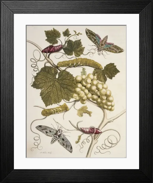 Framed Print : Insects of Surinam Framed Print : Insects of Surinam