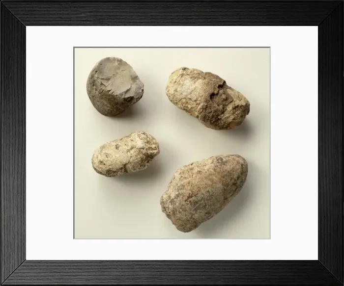 Framed Print : Dinosaur coprolites Framed Print : Dinosaur coprolites