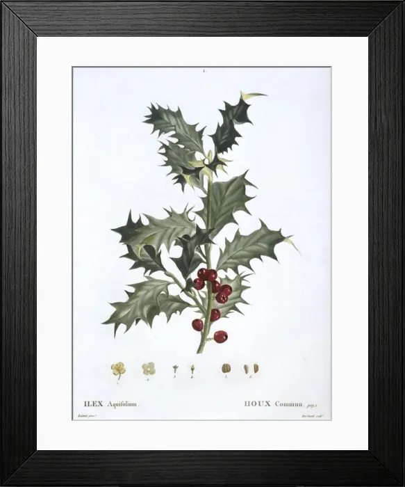 Framed Print : Ilex aquifolium, common holly Framed Print : Ilex aquifolium, common holly