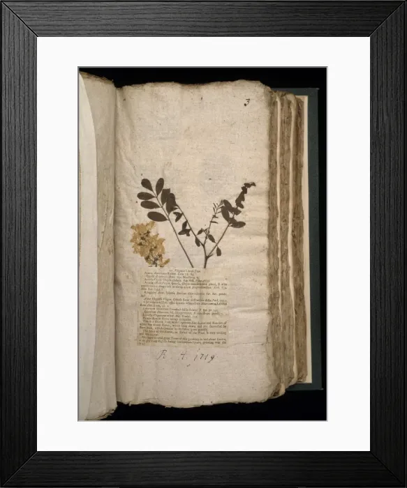 Framed Print : Virginia Locus Tree Framed Print : Virginia Locus Tree