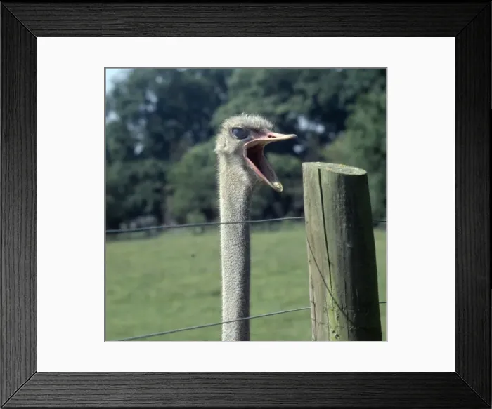 Framed Print : Struthio camelus, ostrich Framed Print : Struthio camelus, ostrich