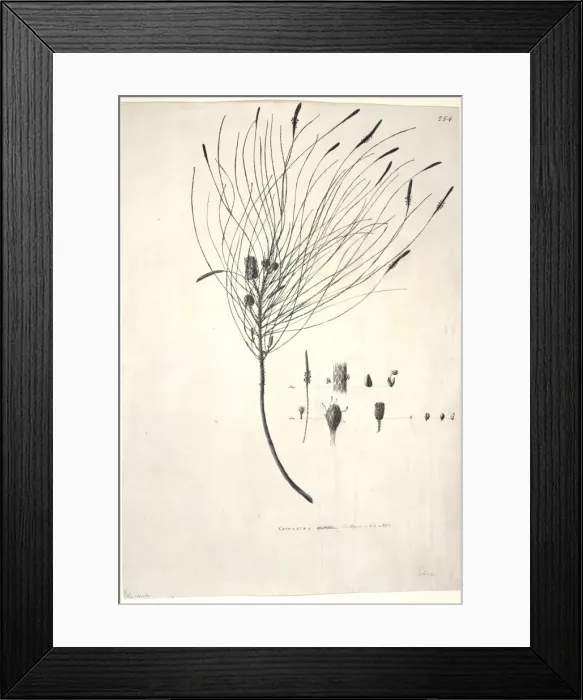 Framed Print : Casuarina equisetifolia, ironwood Framed Print : Casuarina equisetifolia, ironwood
