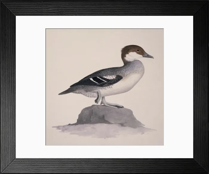Framed Print : Mergellus albellus, smew Framed Print : Mergellus albellus, smew
