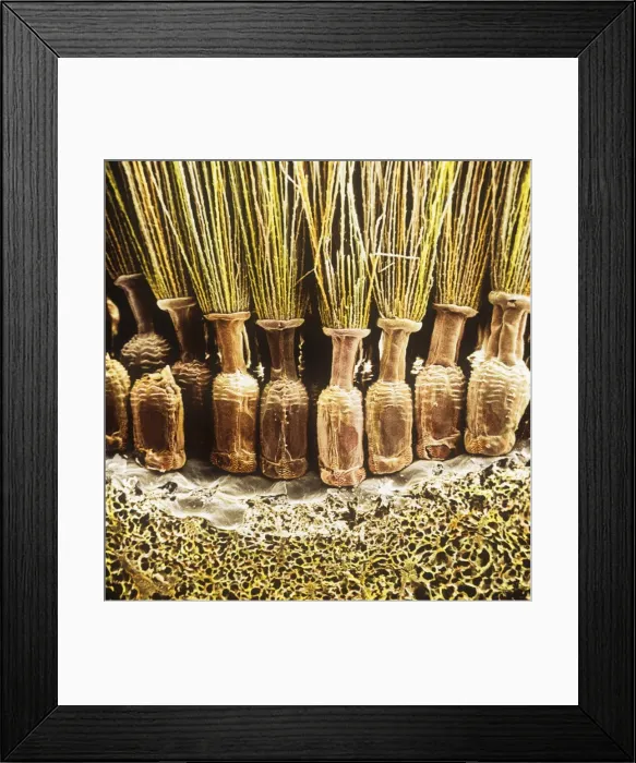 Framed Print : Taraxacum officinale, dandelion Framed Print : Taraxacum officinale, dandelion