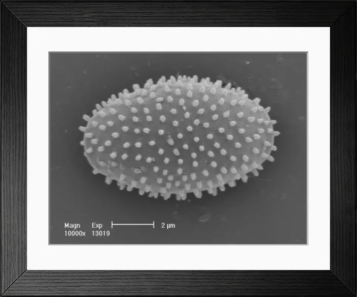 Framed Print : Myxomycetes, plasmodial slime mould Framed Print : Myxomycetes, plasmodial slime mould