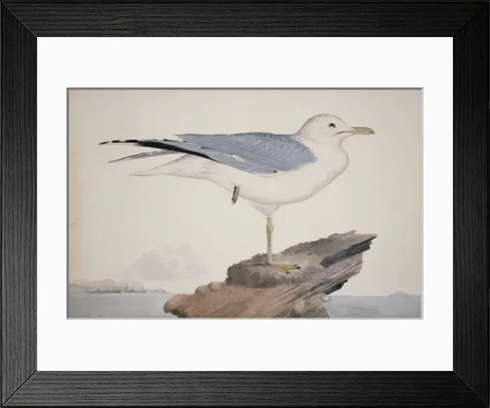 Framed Print : Larus canus, mew gull Framed Print : Larus canus, mew gull
