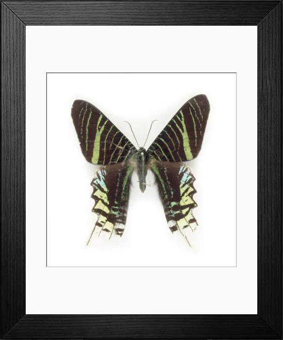 Framed Print : Cadphises moorei Framed Print : Cadphises moorei