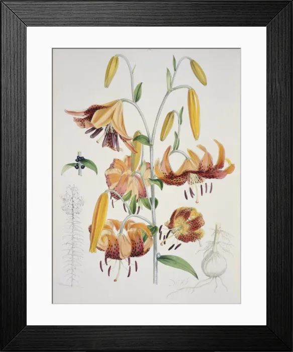 Framed Print : Lilium tigrinum, tiger lily Framed Print : Lilium tigrinum, tiger lily