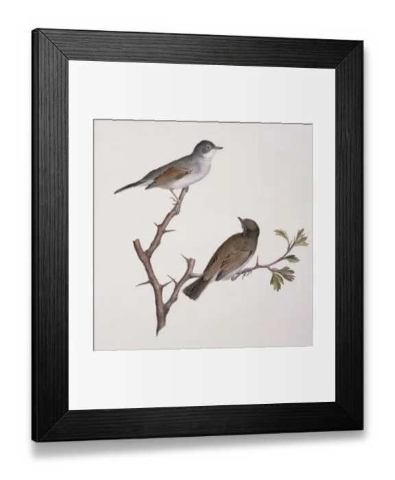 Framed Print : Sylvia communis, greater whitethroat Framed Print : Sylvia communis, greater whitethroat