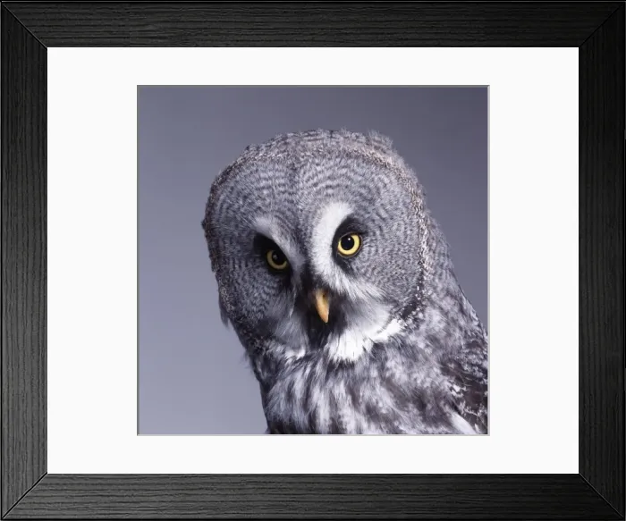 Framed Print : Strix nebulosa, great grey owl Framed Print : Strix nebulosa, great grey owl