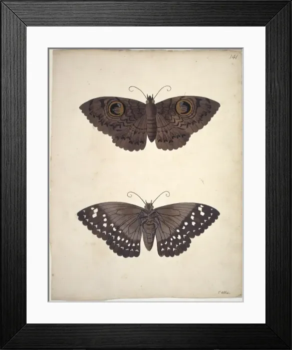 Framed Print : Unpublished lepidoptera watercolour by Eleazar Albin Framed Print : Unpublished lepidoptera watercolour by Eleazar Albin