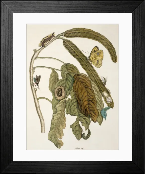 Framed Print : Insects of Surinam Framed Print : Insects of Surinam