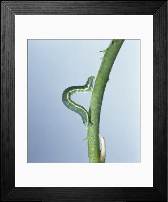 Framed Print : Looper caterpillar Framed Print : Looper caterpillar