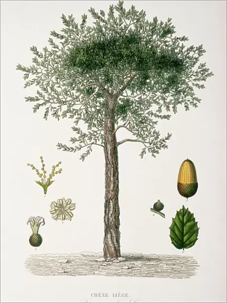 Quercus suber, cork oak