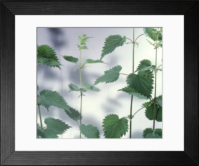 Framed Print : Urtica dioica, stinging nettle Framed Print : Urtica dioica, stinging nettle