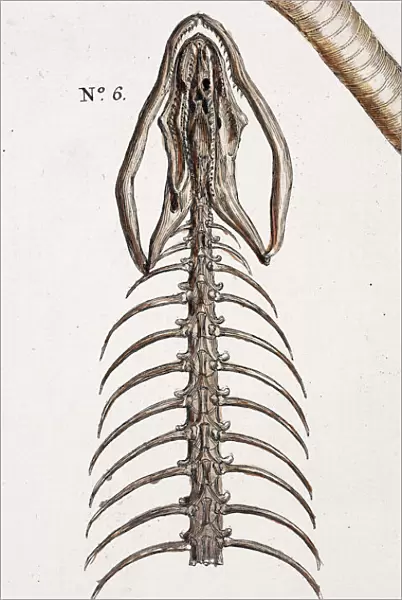 Snake skeleton by Albertus Seba