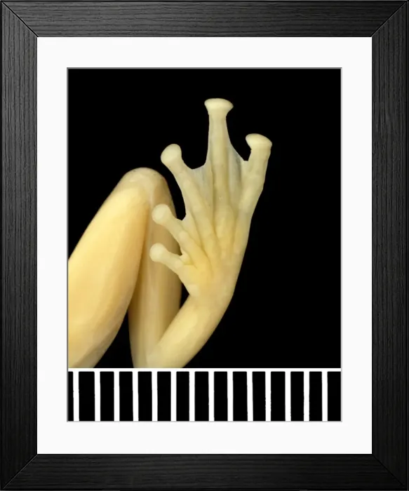 Framed Print : Tanzanian leaf folding frog Framed Print : Tanzanian leaf folding frog