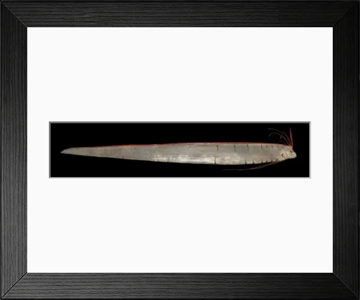 Framed Print : Regalecus glesne, oarfish Framed Print : Regalecus glesne, oarfish