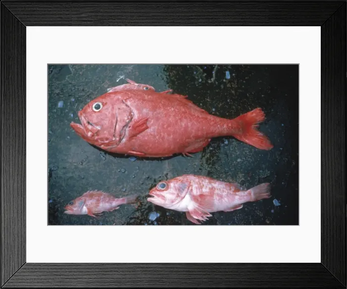 Framed Print : Hoplostethus atlanticus, orange roughy Framed Print : Hoplostethus atlanticus, orange roughy