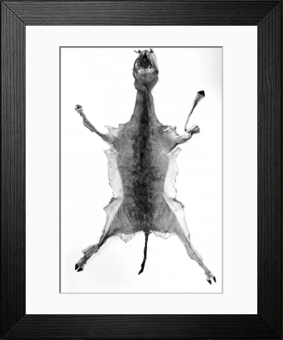 Framed Print : Ammodorcas clarkei, Clarks gazelle Framed Print : Ammodorcas clarkei, Clarks gazelle