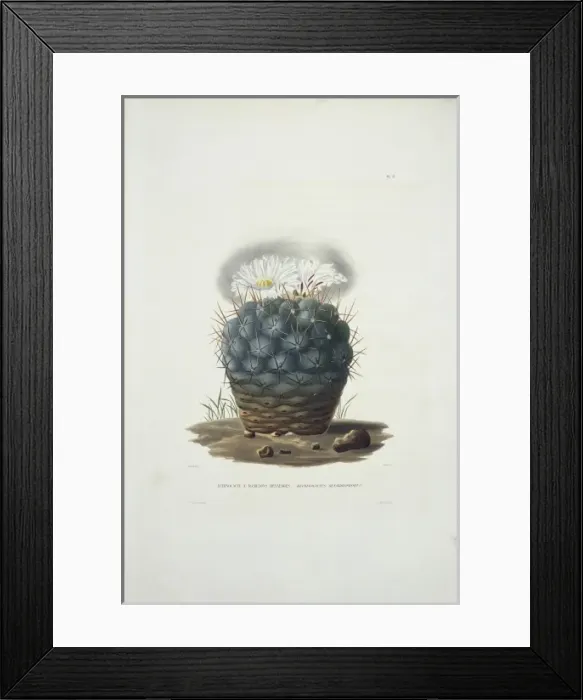 Framed Print : Echinocacte hexaedrophorus Framed Print : Echinocacte hexaedrophorus