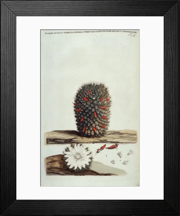 Framed Print : Wavellite. Aggregates of honey-coloured wavellite forming radiating needles on slate Framed Print : Wavellite. Aggregates of honey-coloured wavellite forming radiating needles on slate