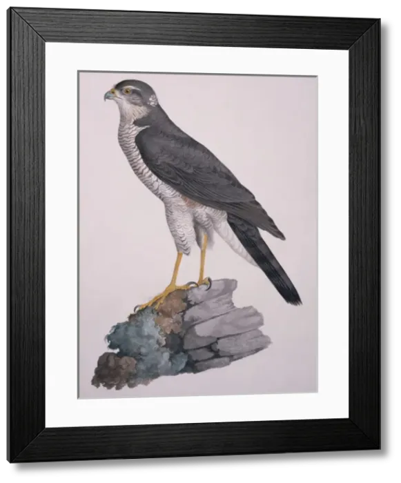 Framed Print : Accipiter nisus, Eurasian sparrowhawk Framed Print : Accipiter nisus, Eurasian sparrowhawk