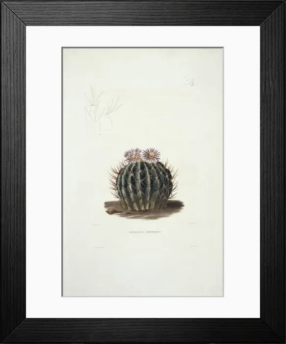 Framed Print : Echinocactus coptonogonus, cactus Framed Print : Echinocactus coptonogonus, cactus