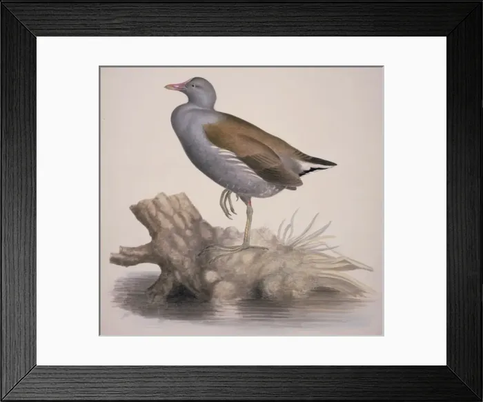 Framed Print : Gallinula chloropus, common moorhen Framed Print : Gallinula chloropus, common moorhen